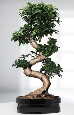90 CM Japon A�ac� Bonsai saks� �i�e�i  Ulus Ankara �i�ek , �i�ek�i , �i�ek�ilik 