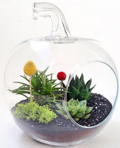 Elma Terrarium orta boy 5 kakt�s  Ulus Ankara hediye sevgilime hediye �i�ek 