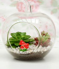 K���k elma terrarium 3 kakt�s  Ulus Ankara kaliteli taze ve ucuz �i�ekler 