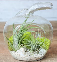 Elma terrarium k���k boy 2 kakt�s  Ulus Ankara �i�ek servisi , �i�ek�i adresleri 