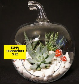 5 kakt�sl� Elma terrarium orta boy  Ulus Ankara kaliteli taze ve ucuz �i�ekler 