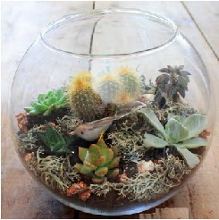 Cam fanusta 7 kakt�sl� terrarium  Ulus Ankara 14 �ubat sevgililer g�n� �i�ek 