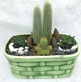 Seramik i�erisinde 5 kakt�sl� terrarium 