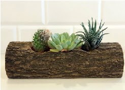 Ah�ap k�t�k 3 kakt�s terrarium 
