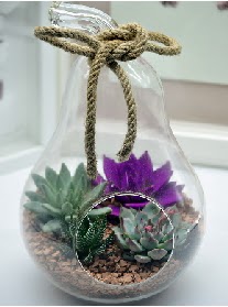 Orta boy armut 3 kaktüs terrarium  Ulus Ankara hediye sevgilime hediye çiçek 