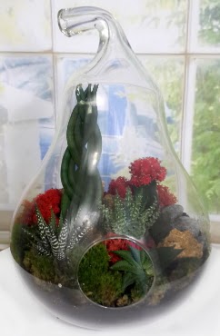 5 adet kakt�s orta boy armut terrarium  Ulus Ankara anneler g�n� �i�ek yolla 