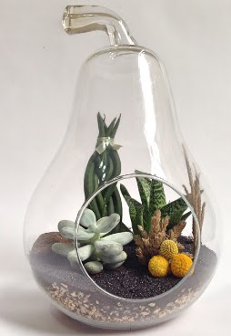 Orta boy armut 5 kakt�s terrarium 