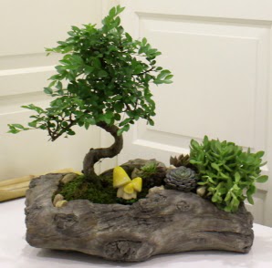 A�a� k�t�k i�erisinde Bonsai ve Kakt�s  Ulus Ankara hediye sevgilime hediye �i�ek 
