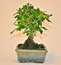 Zelco bonsai saks bitkisi  Ulus Ankara iek gnderme 