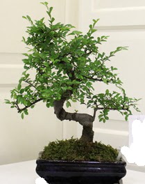 Bonsai saks� �i�e�i  Ulus Ankara �i�ek yolla , �i�ek g�nder , �i�ek�i  