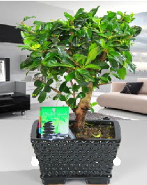 Bonsai japon a�ac� saks� bitkisi 