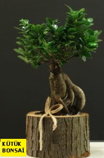K�t�k i�erisinde Bonsai japon a�ac�  Ulus Ankara �i�ek servisi , �i�ek�i adresleri 