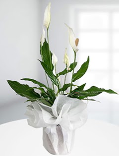 Spathiphyllum �i�e�i Bar�� �i�e�i  Ulus Ankara �nternetten �i�ek sipari�i  
