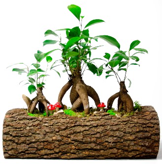 Do�al k�t�k i�inde 3 Bonsai Japon a�ac�  Ulus Ankara hediye sevgilime hediye �i�ek 