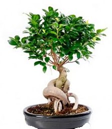Bonsai japon a�ac� seramik i�inde  Ulus Ankara �i�ek online �i�ek sipari�i 