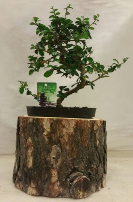 Doal ktk iinde bonsai japon aac 