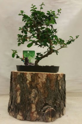 Do�al k�t�k i�inde bonsai japon a�ac� 