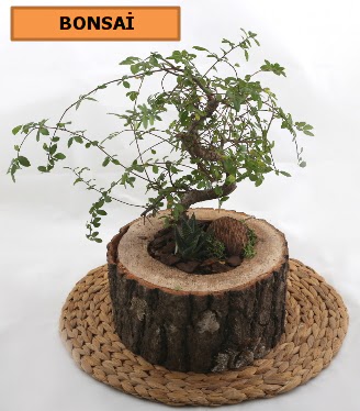 Do�al a�a� k�t�k i�erisinde bonsai bitkisi 
