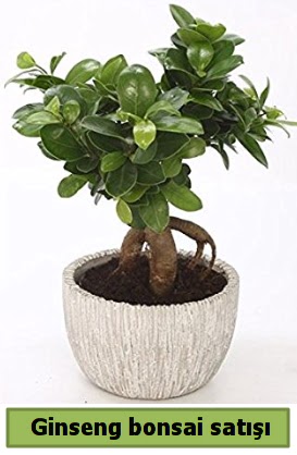 Ginseng bonsai japon a�ac� sat��� 