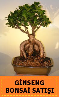 Ginseng bonsai sat japon aac  Ulus Ankara gvenli kaliteli hzl iek 