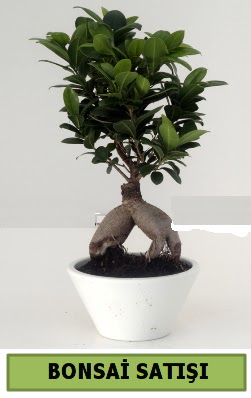 Bonsai japon a�ac� sat���  Ulus Ankara �i�ek g�nderme 