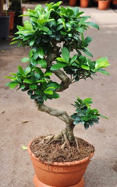 Orta boy bonsai saks� bitkisi  Ulus Ankara �i�ek servisi , �i�ek�i adresleri 