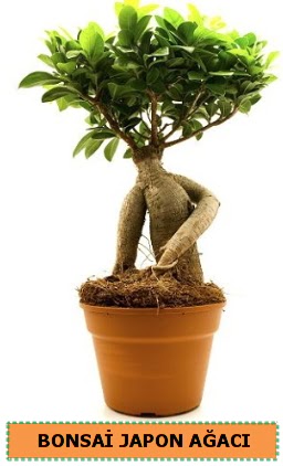 Bonsai japon a�ac� sat���  Ulus Ankara �i�ek g�nderme 