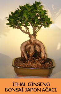 thal japon aac ginseng bonsai sat 