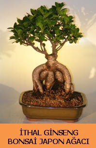 �thal japon a�ac� ginseng bonsai sat��� 