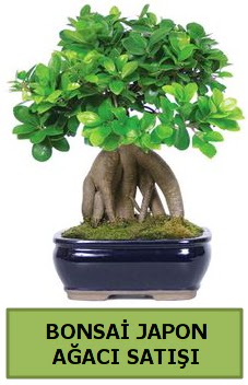 Bonsai japon a�ac� sat��� 