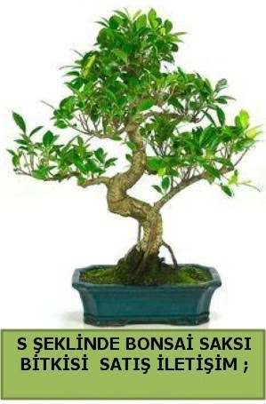 �thal S �eklinde dal e�rili�i bonsai sat��� 