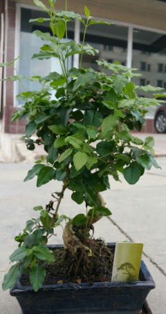 Bonsai japon a�ac� saks� bitkisi  Ulus Ankara �i�ek ma�azas� , �i�ek�i adresleri 