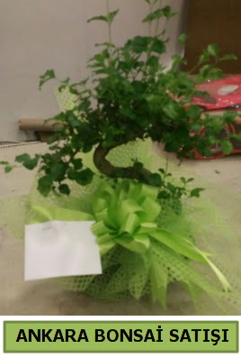 Bonsai saks� bitkisi sat��� 