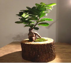 Do�al k�t�kte Bonsai japon a�ac� sat���  Ulus Ankara hediye sevgilime hediye �i�ek 
