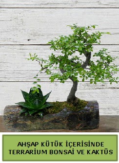 Ah�ap k�t�k bonsai kakt�s teraryum  Ulus Ankara �i�ek servisi , �i�ek�i adresleri 