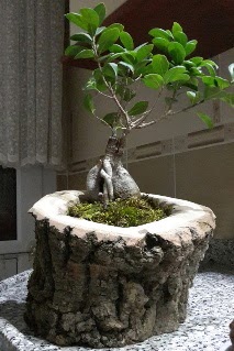 Ah�ap k�t�k i�erisinde ginseng bonsai  Ulus Ankara �i�ek servisi , �i�ek�i adresleri 