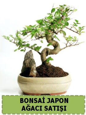 Bonsai japon  a�ac� sat��� Minyat�r �thal  Ulus Ankara �i�ek servisi , �i�ek�i adresleri 