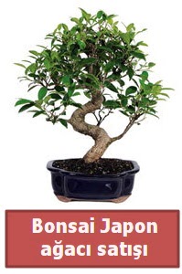 Japon aac bonsai sat  Ulus Ankara anneler gn iek yolla 