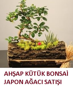 Ah�ap k�t�k i�erisinde bonsai ve 3 kakt�s  Ulus Ankara 14 �ubat sevgililer g�n� �i�ek 