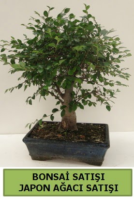 Minyatr bonsai japon aac sat 