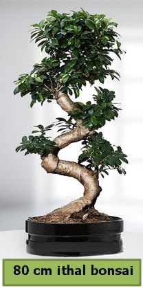 80 cm �zel saks�da bonsai bitkisi 