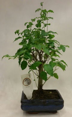 Minyatr bonsai japon aac sat 