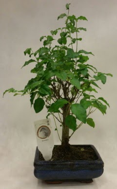 Minyat�r bonsai japon a�ac� sat��� 