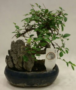 thal 1.ci kalite bonsai japon aac 