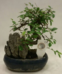 �thal 1.ci kalite bonsai japon a�ac� 