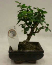 Kk minyatr bonsai japon aac 