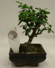 K���k minyat�r bonsai japon a�ac� 
