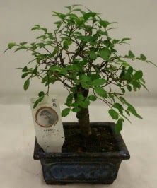 Minyatr ithal japon aac bonsai bitkisi 