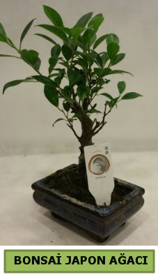 Bonsai japon a�ac� saks� bitkisi  Ulus Ankara �i�ek g�nderme 
