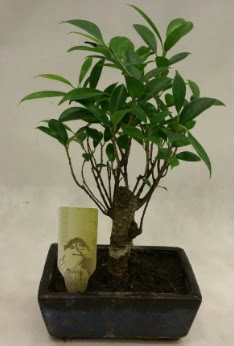 Japon aac bonsai bitkisi sat 
